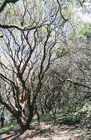 The Big Berry Manzanita