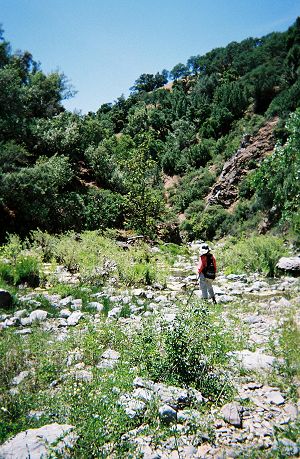 Looking up at an overgrown hillside