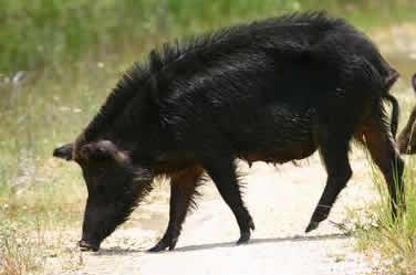 A wild pig