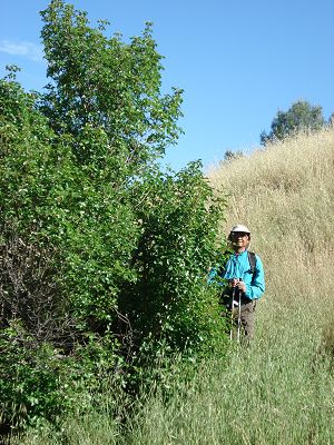 Dinesh next to a tall poison oak plant