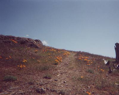 California poppies on trail to Rose Peak