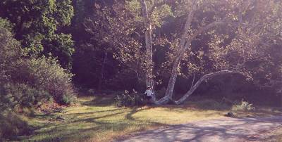 Warren at the W Tree