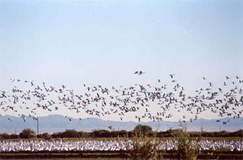 Snow geese