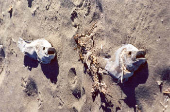 Tilapia gasping for air